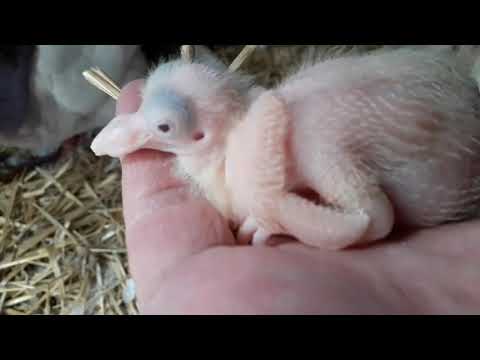 Видео: Тексаны - герои среди голубей. Птенцы под охраной.