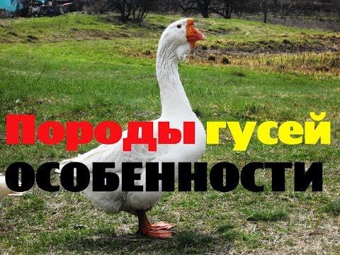 Видео: Породы гусей и их особенности. Выбор породы гусей. Птицеводство // КХ Алексеевых