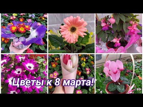 Видео: Цветы к 8 марта. Обзор ассортимента и цен.