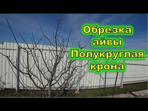 Видео: Обрезка айвы  полукруглая крона