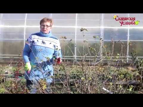 Видео: Смородина чёрная, смородина красная, крыжовник. Обрезка и формирование.