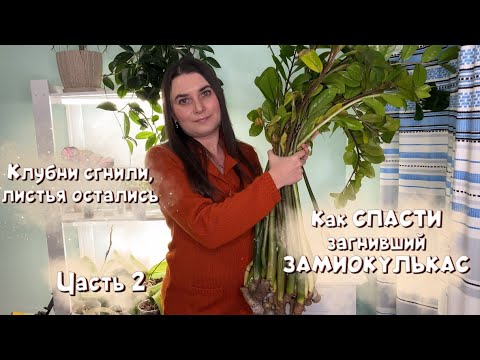 Видео: Как спасти СГНИВШИЙ замиокулькас. ЧАСТЬ 2. ПОСАДКА замиокулькаса, ПОДБОР ГРУНТА.