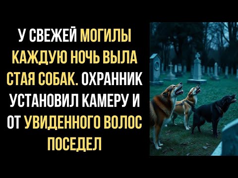 Видео: «Ночное дежурство у могилы»