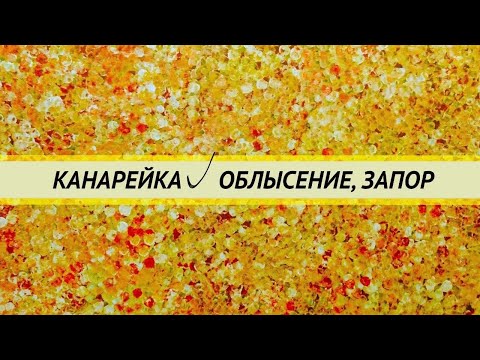 Видео: У канарейки облысение и запор