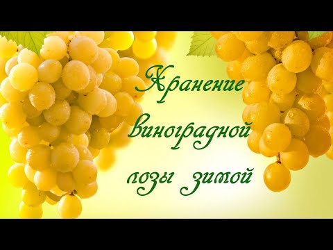 Видео: Хранение виноградной лозы зимой