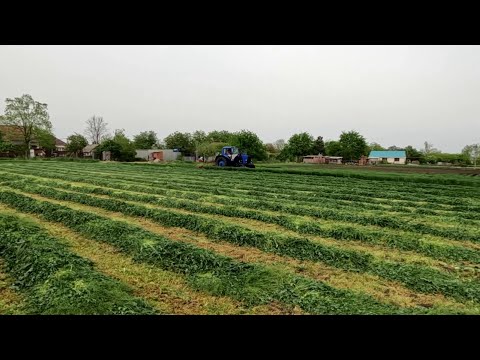 Видео: СЕНОКОС 2024. Приступил к заготовке сена, кошу люцерну на сено.