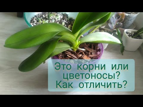 Видео: Как отличить цветонос орхидеи от корня? На самом деле это очень просто!