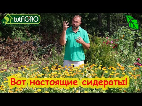 Видео: КАК ПРАВИЛЬНО СЕЯТЬ СИДЕРАТЫ? Только при таком посеве сидераты принесут пользу. Составление смесей.