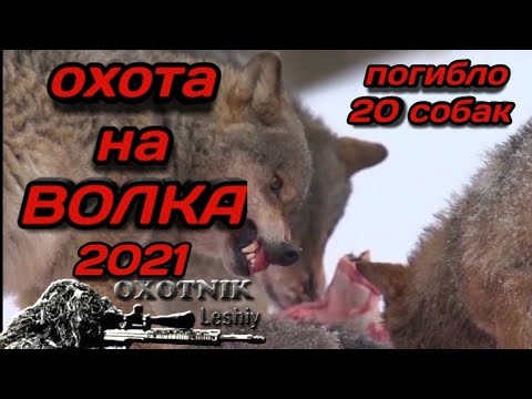 Видео: Охота на волков. Март 2021. Волки напали на деревню. Едят собак!