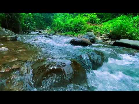 Видео: Река в тропическом лесу | Расслабляющие звуки воды и пение птиц