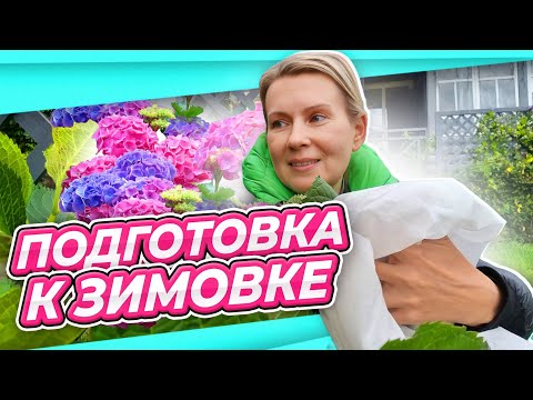 Видео: ДАМ ЕЙ ШАНС! УКРЫТИЕ КРУПНОЛИСТНОЙ ГОРТЕНЗИИ ГОТОВИМ К ЗИМЕ В ГРУНТЕ ВЛАДИМИРСКАЯ ОБЛАСТЬ