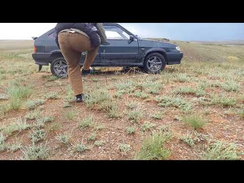 Видео: Как поймать кеклика живым. (каменная куропатка)