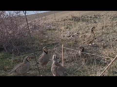 Видео: 4 ноября 2025 г.