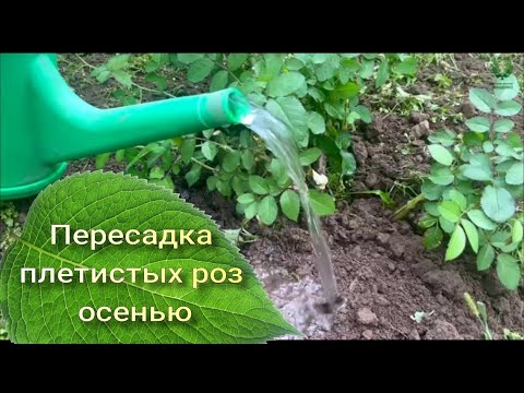 Видео: Пересадка плетистых роз осенью. Питомник растений Е. Иващенко