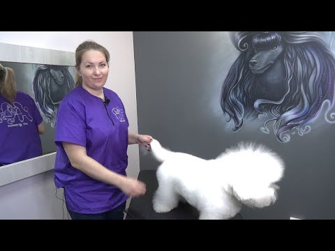 Видео: Бишон Фризе. Сушим правильно. Мастер: Евгения Кантутис.