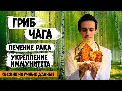 Видео: Гриб ЧАГА: лучшее детокс-соедство! Иммунитет. Рак