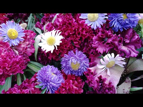 Видео: ЯНА  БИР   ГУЗАЛ  ТОНГ 🌺🌺🌺🌺🌸🌸🌸🌸🌼🌼🌼🌼🌹🌹🌹🌹🌻🌻🌻🌻
