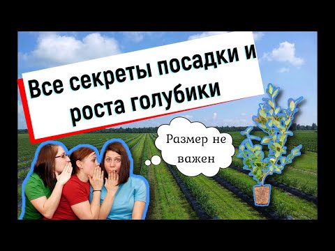 Видео: Как растет голубика. Вся правда от специалистов