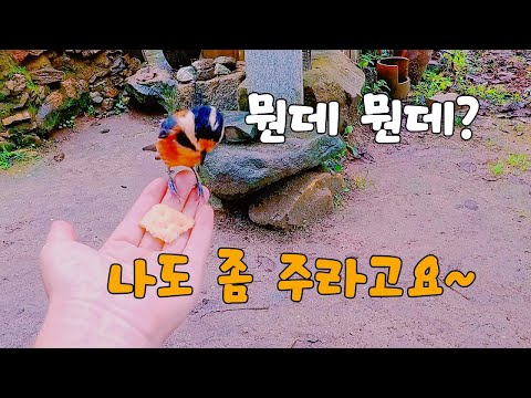 Видео: Птица, которая прямо предлагает поесть вместе