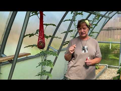 Видео: Арбузы и дыни в теплице  Уход, подкормки, поливы, опыление.