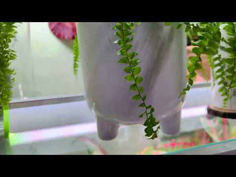 Видео: Обзор растений на моей зелёной веранде 😊🌿. 4 часть!