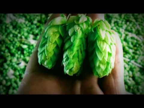 Видео: Как сохранить хмель на весь год !