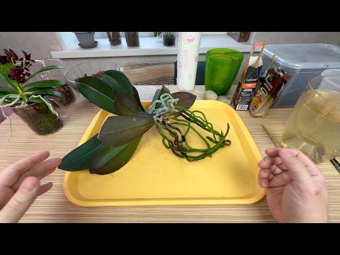 Видео: КОРНИ ОРХИДЕИ ГОДАМИ будут в ЭТОМ расти без проблем // пересадка старой орхидеи на 5-6 лет