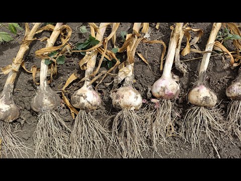 Видео: Викопка першого нестрілкуючого часнику. Огляд ділянки з різними сортами часнику.