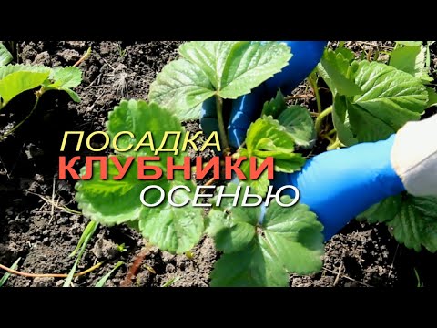 Видео: Несколько способов посадки КЛУБНИКИ ОСЕНЬЮ! Советы от ЗЕЛЕНОГО ОГОРОДА!