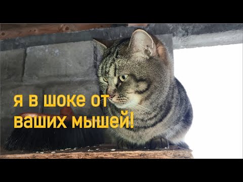 Видео: Зима, дрова, мыши, кролики и электричество.