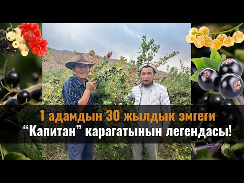 Видео: "Капитан" карагатынын жолун ачкан дыйкан менен маек!