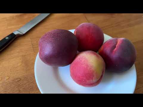 Видео: Персик Фіделія проти Роял Глорі та Роял Тайм на 1. 08  25 р