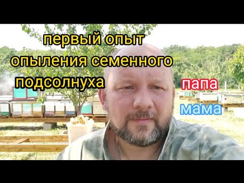 Видео: Первый опыт опыления семенного подсолнечника пчёлами, папа-мама.