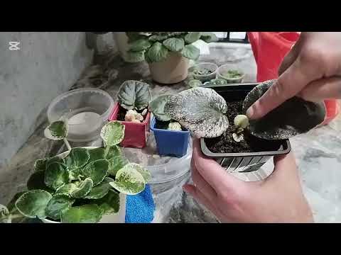 Видео: Уход за Комнатными Цветами|Фиалки#цветыдлядома #цветы #фиалки