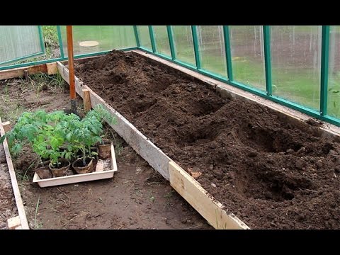 Видео: Рассада томатов: посадка в теплицу