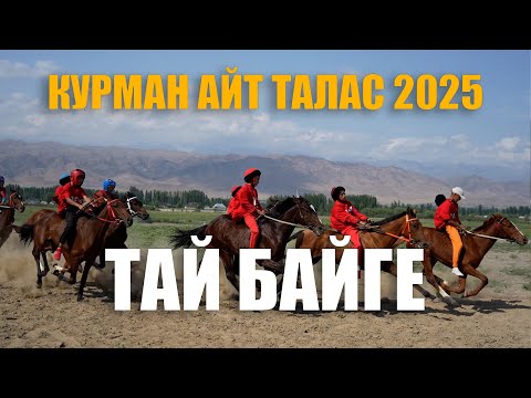Видео: Курман айт 11.06.2025 Талас. Ат чабыш. Тай байге
