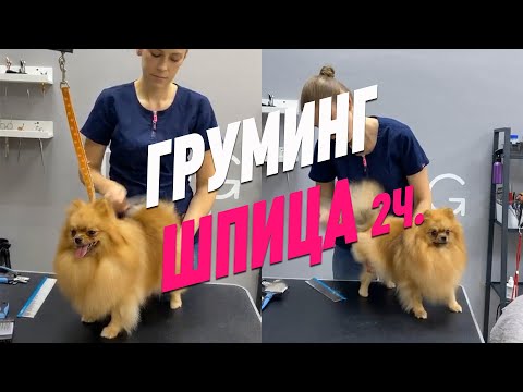Видео: ГРУМИНГ ШПИЦА / УХОД ЗА ШПИЦЕМ 2 часть / ПРЯМОЙ ЭФИР / GROOM SCHOOL