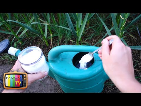 Видео: ПОСЛЕДНЯЯ  ПОДКОРМКА ЧЕСНОКА В ЭТОМ СЕЗОНЕ ВСЕГДА ДЕЛАЮ ЕЁ И ЧЕСНОК РАСТЕТ РАЗМЕРОМ С КУЛАК