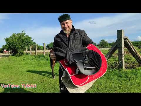 Видео: Примеряем спортивное седло На жеребенка Лахиба и кобылку Арифы