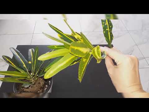 Видео: Кротоны, укоренение.