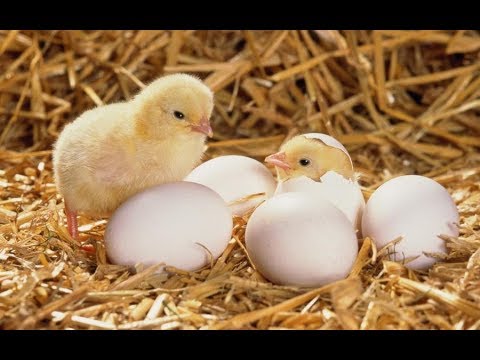 Видео: Элементарная проверка точности датчика температуры в инкубаторе.