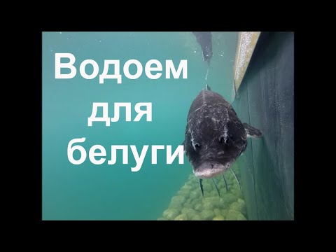 Видео: Водоем для белуги