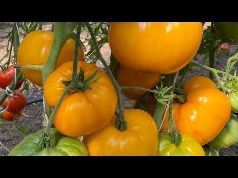 Видео: Обзор сортов томатов 2022