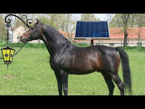 Видео: Продавам светещ кон!