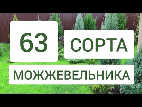 Видео: 63 СОРТА МОЖЖЕВЕЛЬНИКА В 🌲МОЖЖЕВЕЛОВОМ САДУ🌲. 14.10.2024г. БЕЛАРУСЬ, ГОМЕЛЬСКАЯ ОБЛАСТЬ