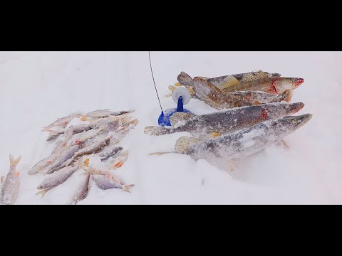 Видео: Рыбалка на реке Кия , февраль 2024 год