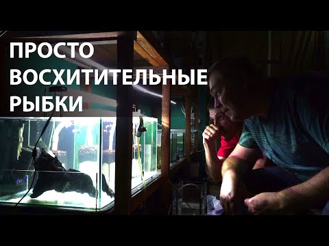 Видео: Купил очень красивую и редкую рыбу для себя и разводни Вадима
