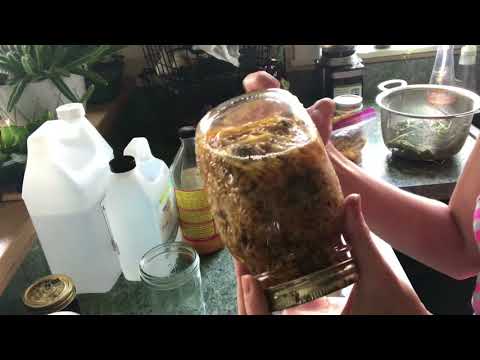 Видео: Часть 1: Как приготовить настоянное масло из свежих или сушеных трав. Обзор настоек, масел и наст...