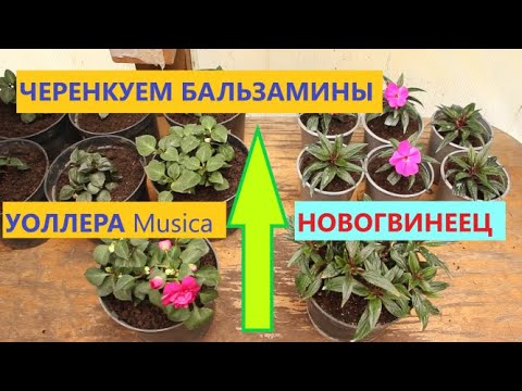 Видео: Бальзамин Уоллера Musica и Новогвинейский. Кто краше?