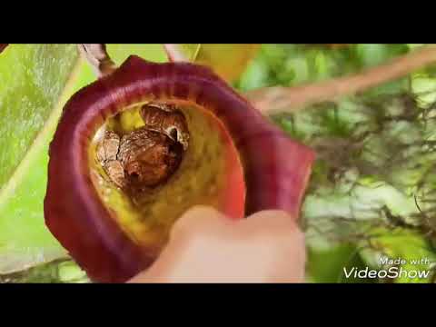 Видео: Z i n o ~3~ Ҳоҷи Мирзо